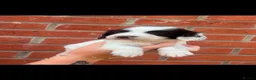 English Springer Spaniel dogs for sale: Stunning litter of working springer spaniels - Advert 9