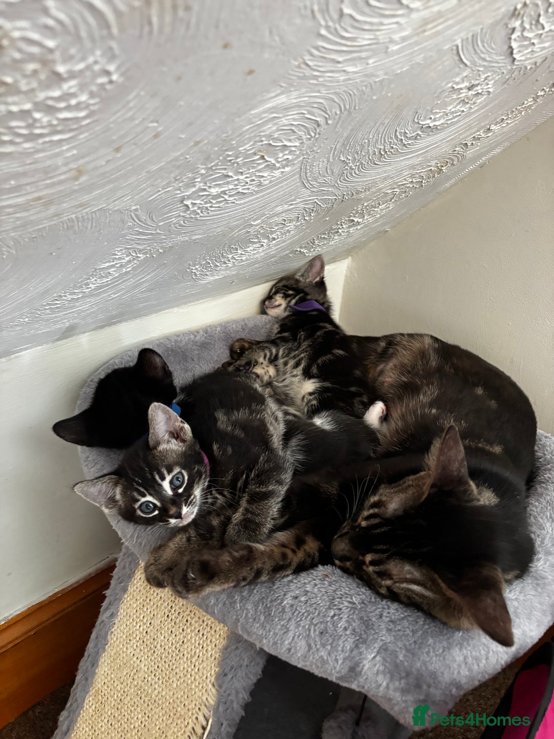 Bengal cats for sale: BENGAL❌KITTENS - Image 22