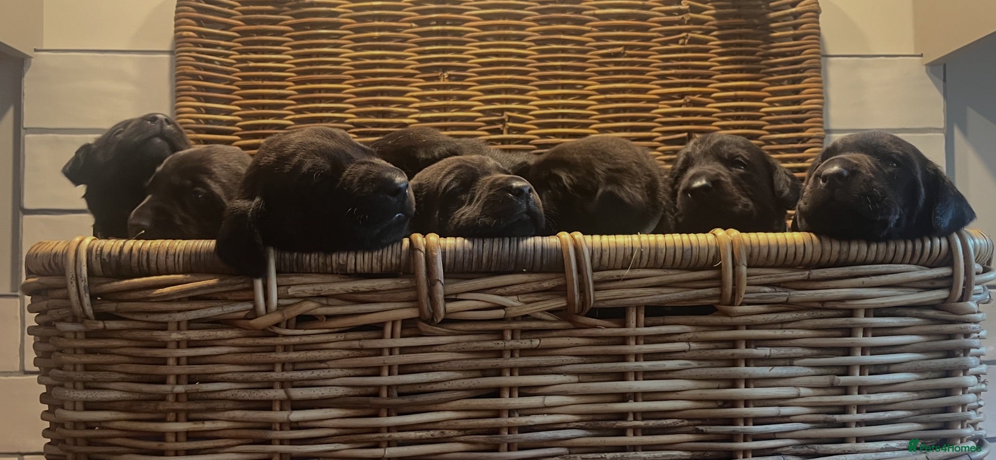Labrador Retriever dogs KC registered, working, black Labrador puppies - Advert 1