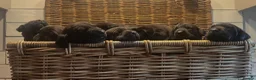 Labrador Retriever dogs for sale: KC registered, working, black Labrador puppies - Advert 1