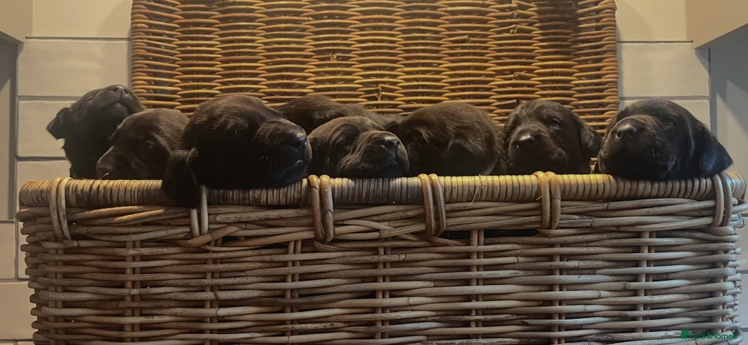 Labrador Retriever dogs for sale: KC registered, working, black Labrador puppies - Advert 1
