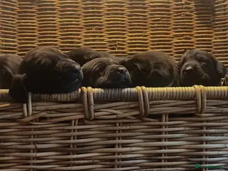 Labrador Retriever dogs KC registered, working, black Labrador puppies - Advert 1