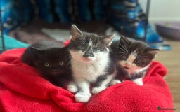 Mixed Breed cats for sale: 🐾 Adorable British Shorthair Mix Kittens 🐾 - Image 9