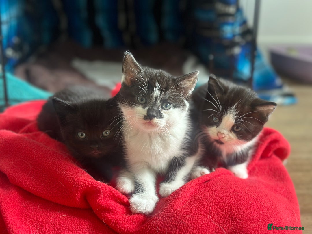 Mixed Breed cats for sale: 🐾 Adorable British Shorthair Mix Kittens 🐾 - Image 9