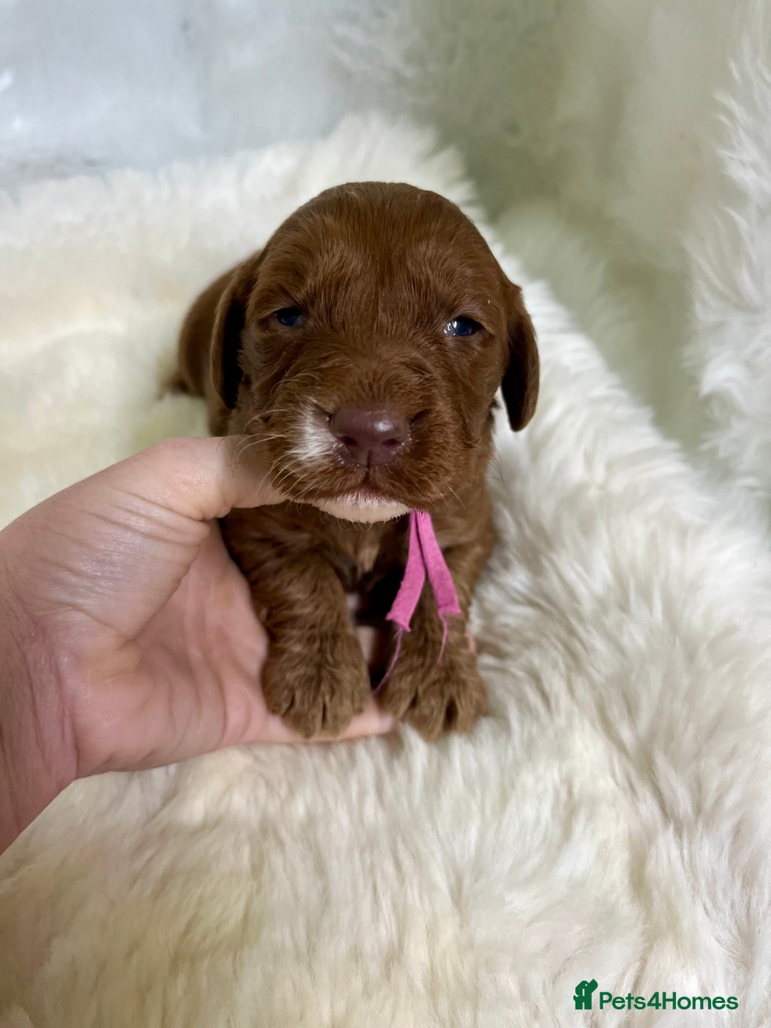 Goldendoodle dogs for sale: multigenerational Australian Red double doodles  - Advert 9