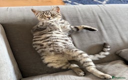 British Shorthair cats for sale: 2 Male British shorthairs. - Image 3