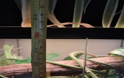 Gecko reptiles for sale: Male Crested Gecko with Bioactive Tank - Image 9