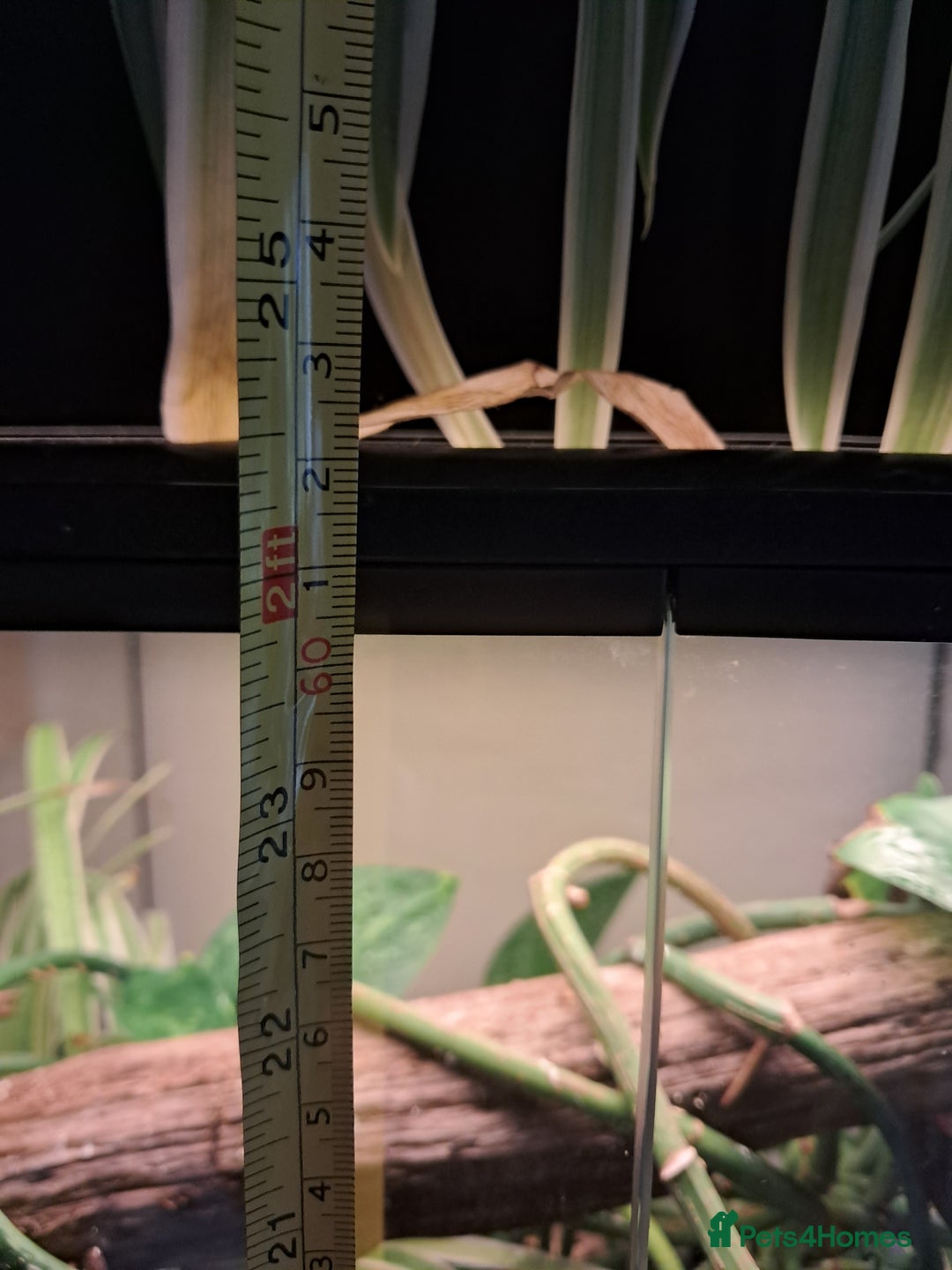 Gecko reptiles for sale: Male Crested Gecko with Bioactive Tank - Image 9