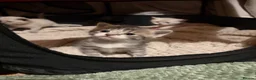 Mixed Breed cats for sale: 5 beautiful kittens  - Advert 12