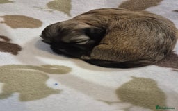 Shih Tzu dogs for sale: Beautiful Shih-tzu's - Image 5