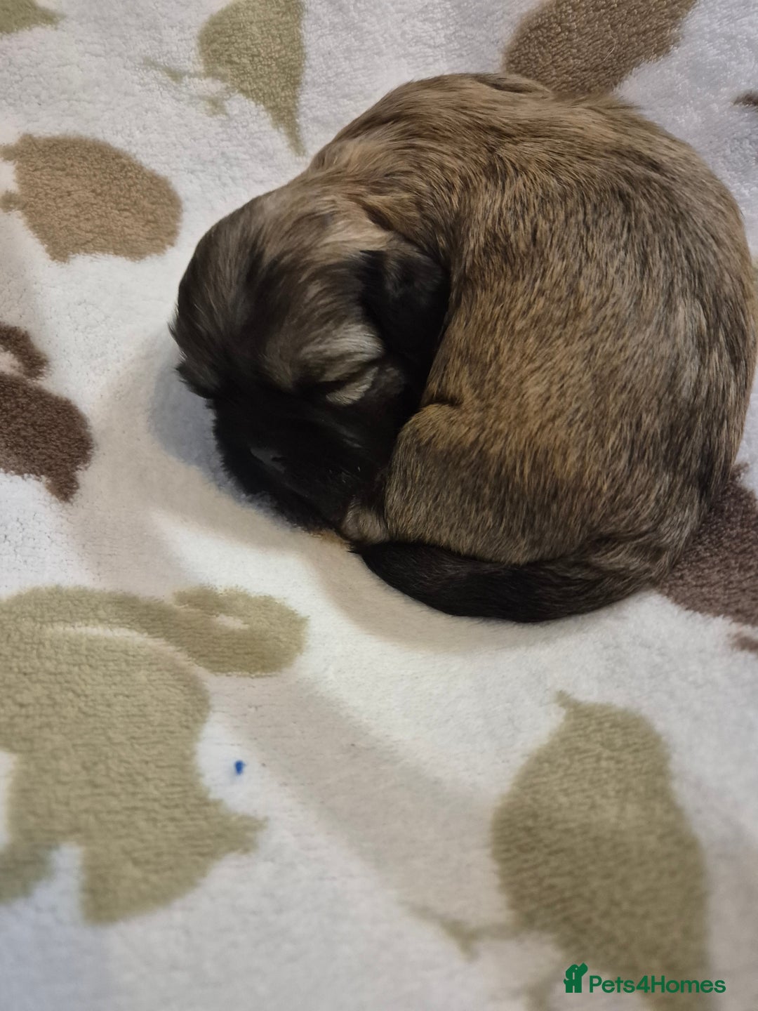 Shih Tzu dogs for sale: Beautiful Shih-tzu's - Image 5