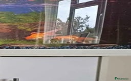 Fancy Goldfish fish for sale: 2 x fancy goldfish for sale  - Image 3