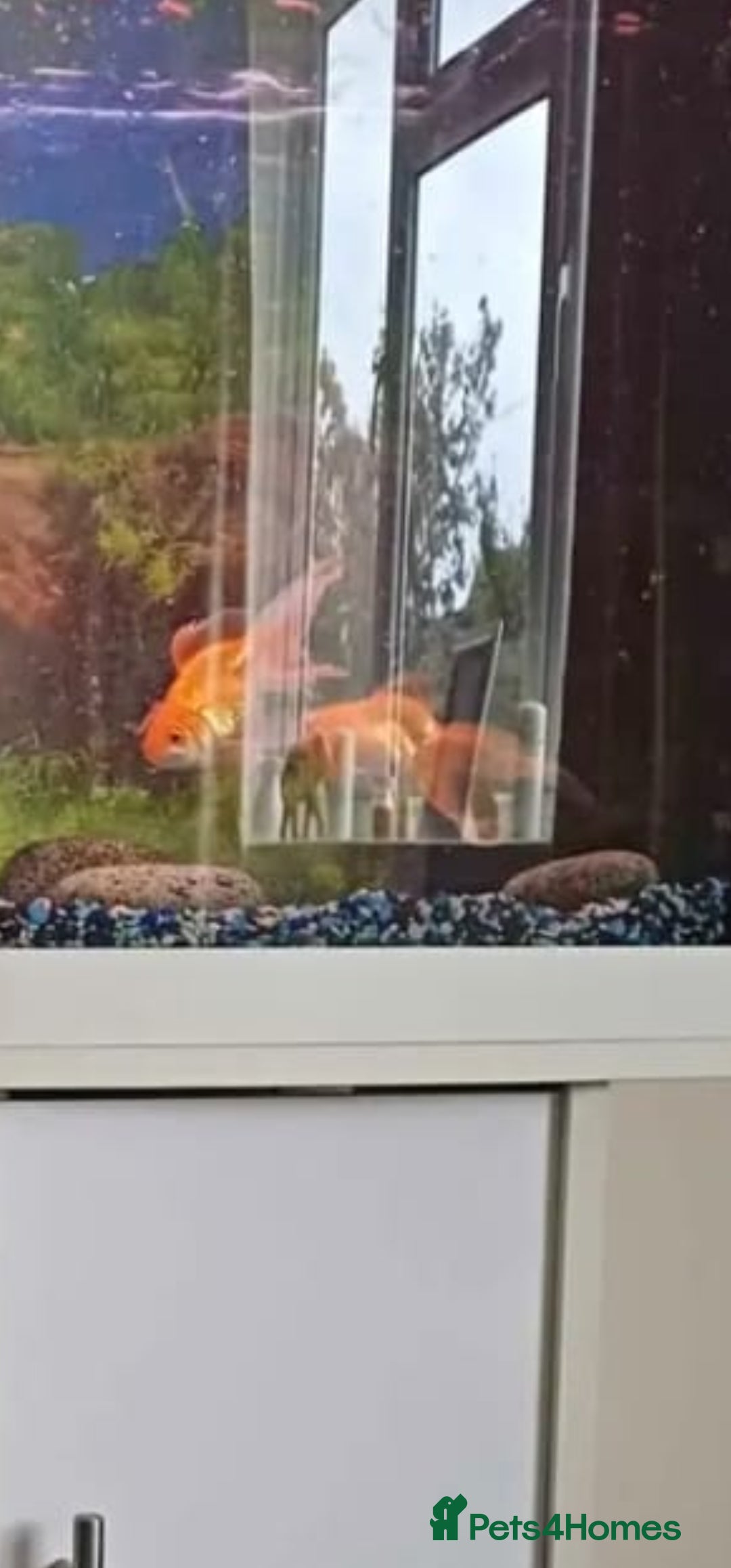 Fancy Goldfish fish for sale: 2 x fancy goldfish for sale  - Image 3
