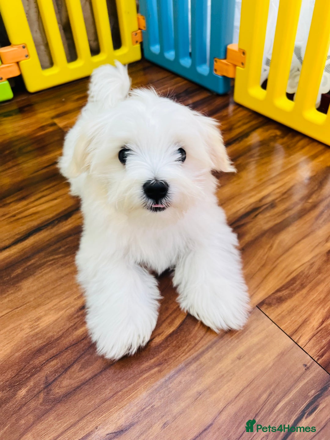 Maltese dogs for sale: For sale - Image 5