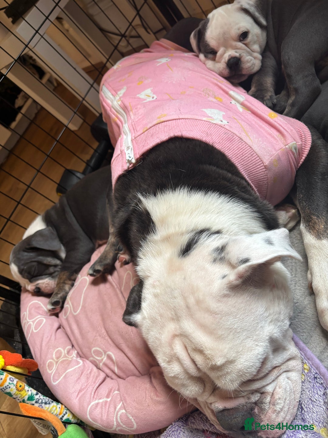 Olde English Bulldogge dogs for sale: Olde English bulldogs puppies  - Image 22