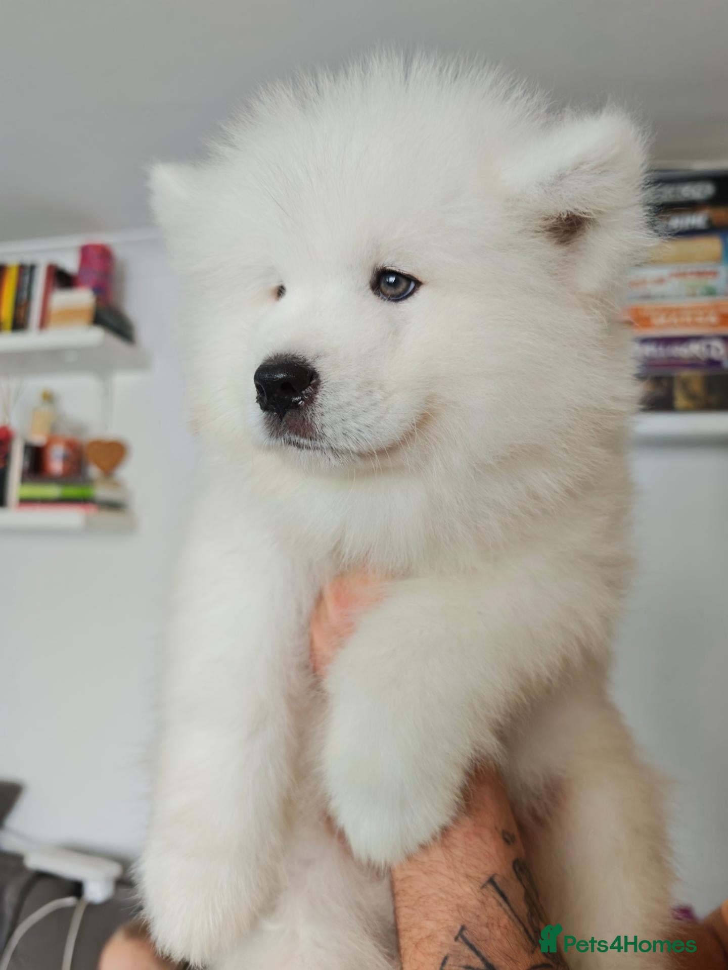 Samoyed dogs Kc reg. Pups ready to go :) - Advert 2