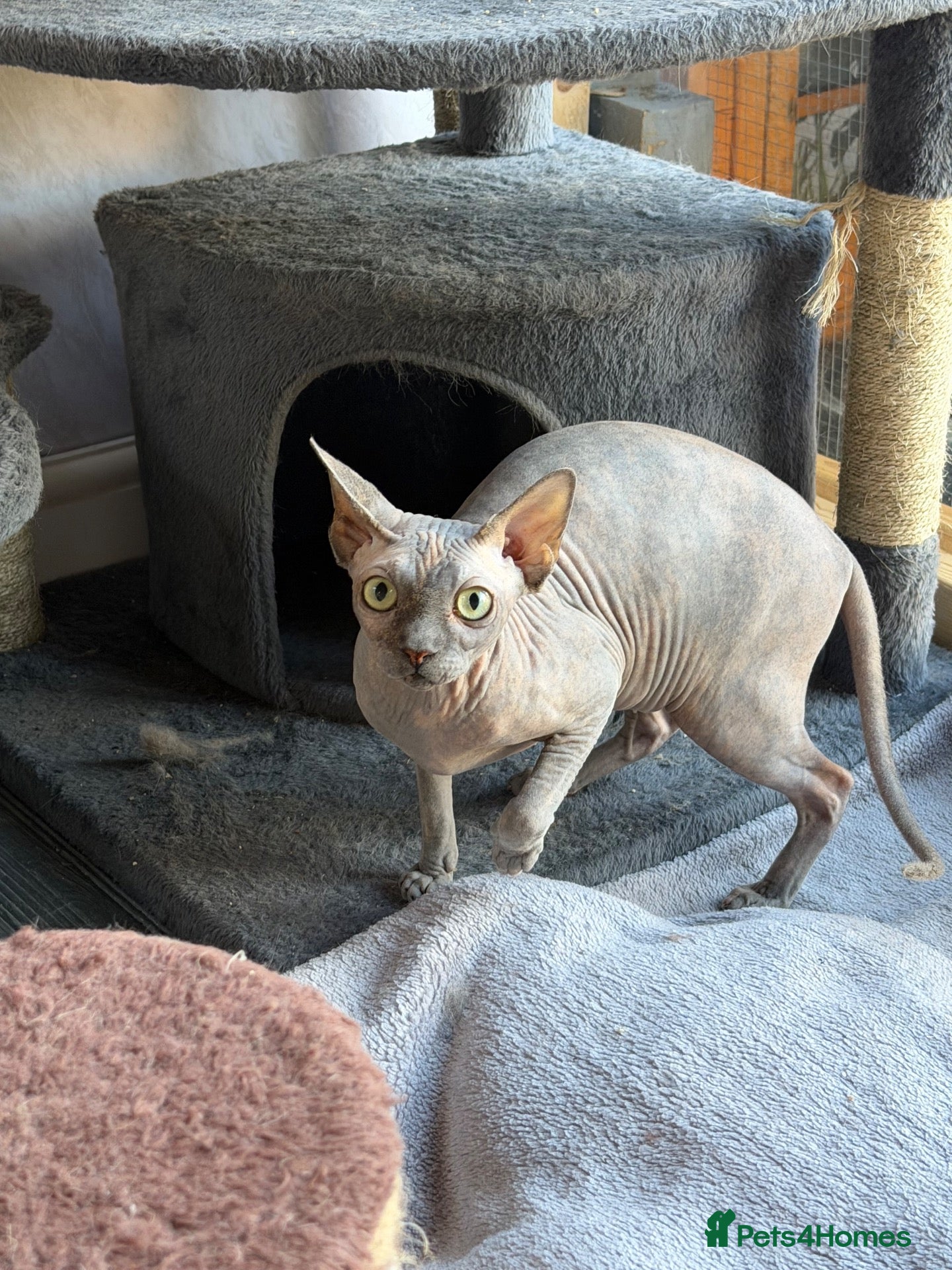 Sphynx cats Beautifully Sphynx girlie  - Advert 1