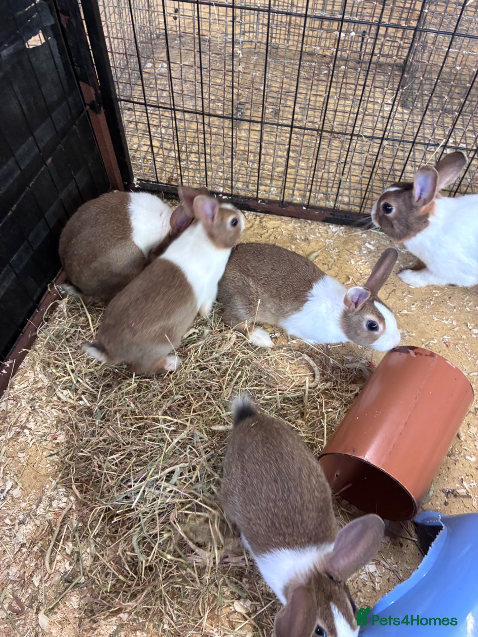 Mixed Breed rabbits for sale: Baby Dutch Rabbits in Ashbourne - Advert 4