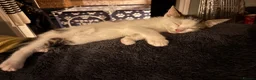 Mixed Breed cats for sale: Most loveable kittens  in Nottingham - Advert 21