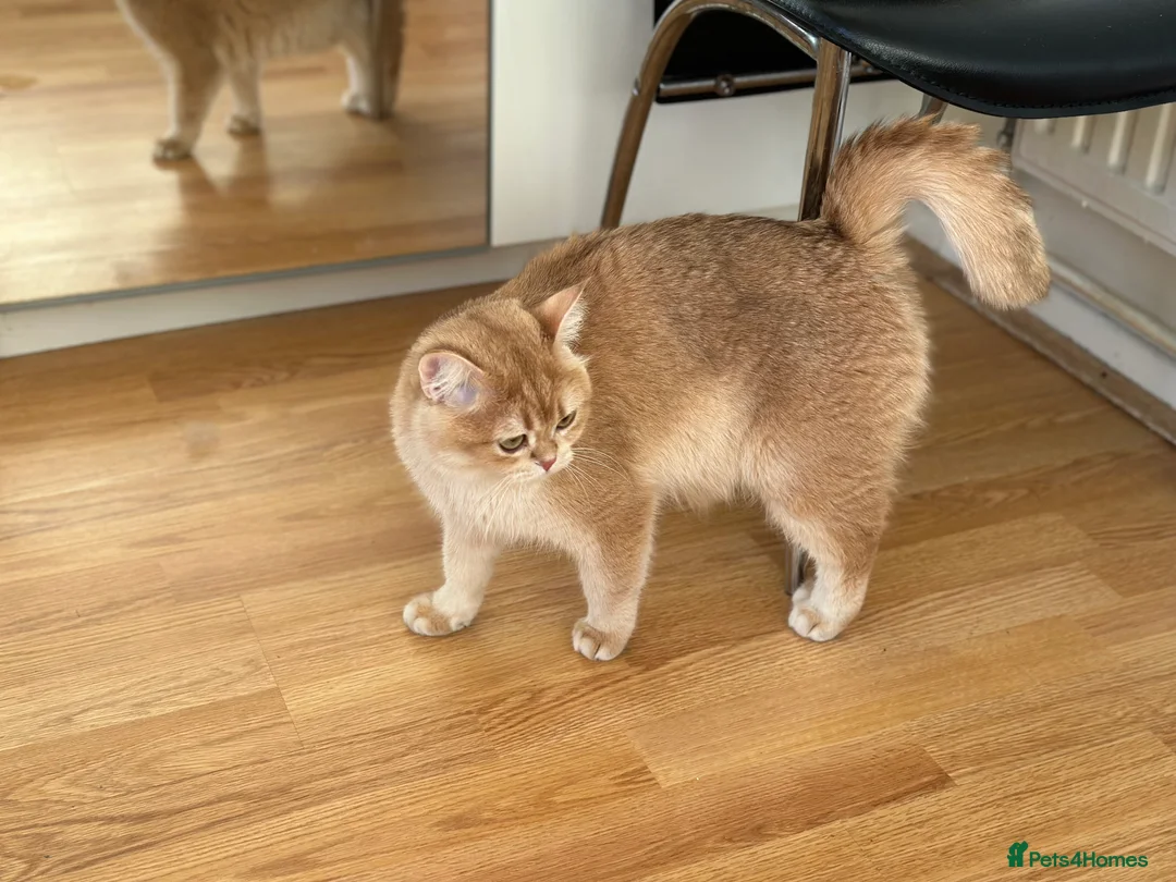 British Shorthair cats for sale: GCCF reg BSH Last Chocolate Gold Blue Eyes Female - Advert 12