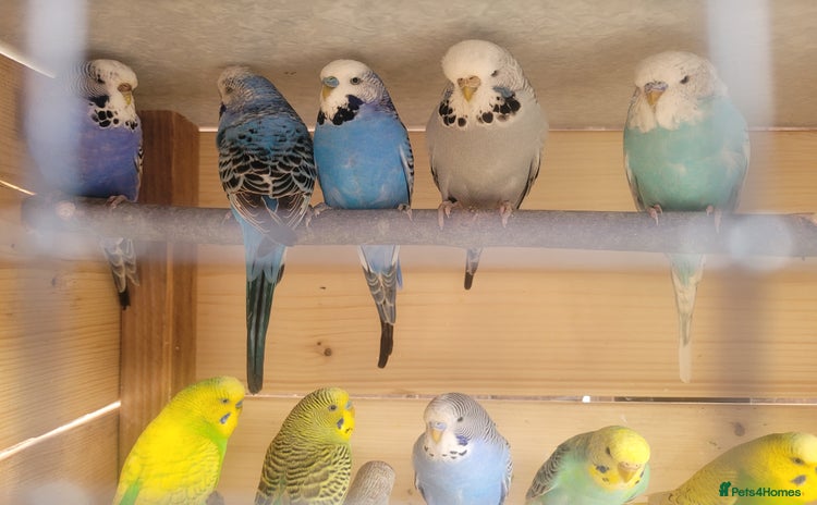 Budgerigars birds - Advert 2