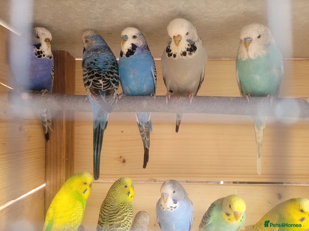 Budgerigars birds - Advert 2