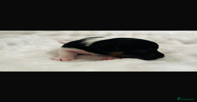 Jack Russell dogs - Advert 3
