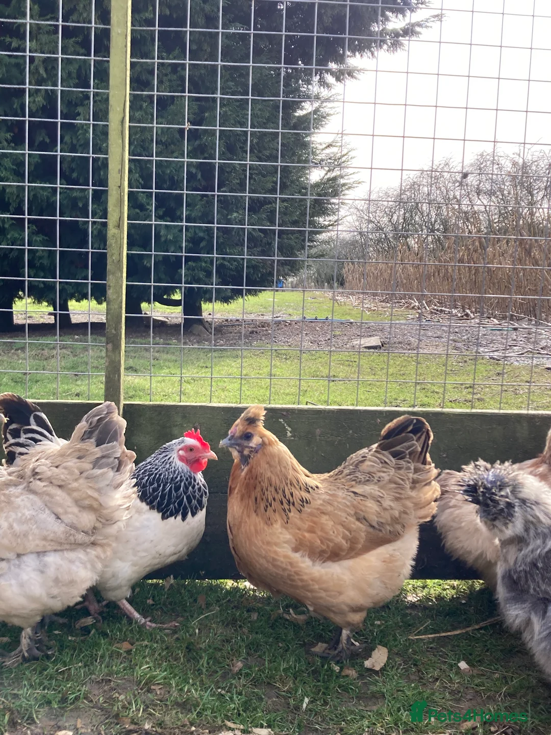Chickens poultry for sale: Gold top trio - Advert 3