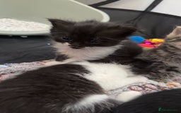 Persian cats for sale: Shorthair Doll face Persian X British longhair  - Image 5