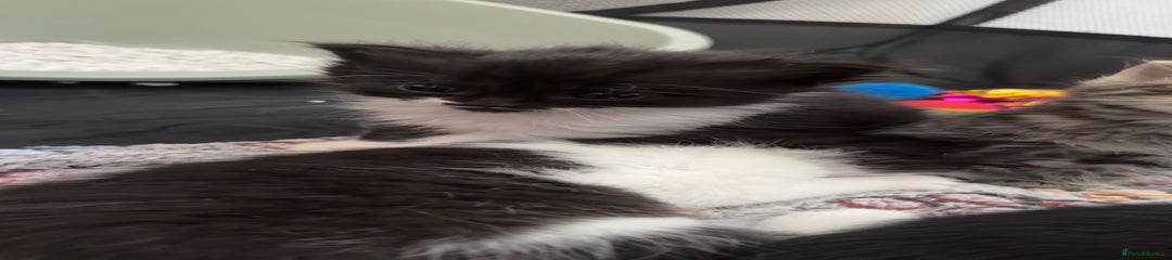 Persian Kitten 4