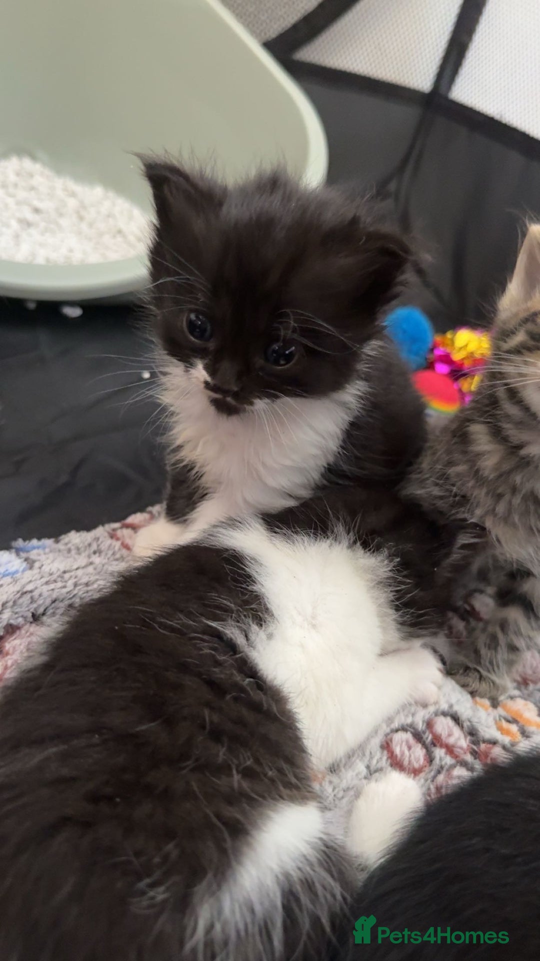 Persian cats for sale: Shorthair Doll face Persian X British longhair  - Image 5
