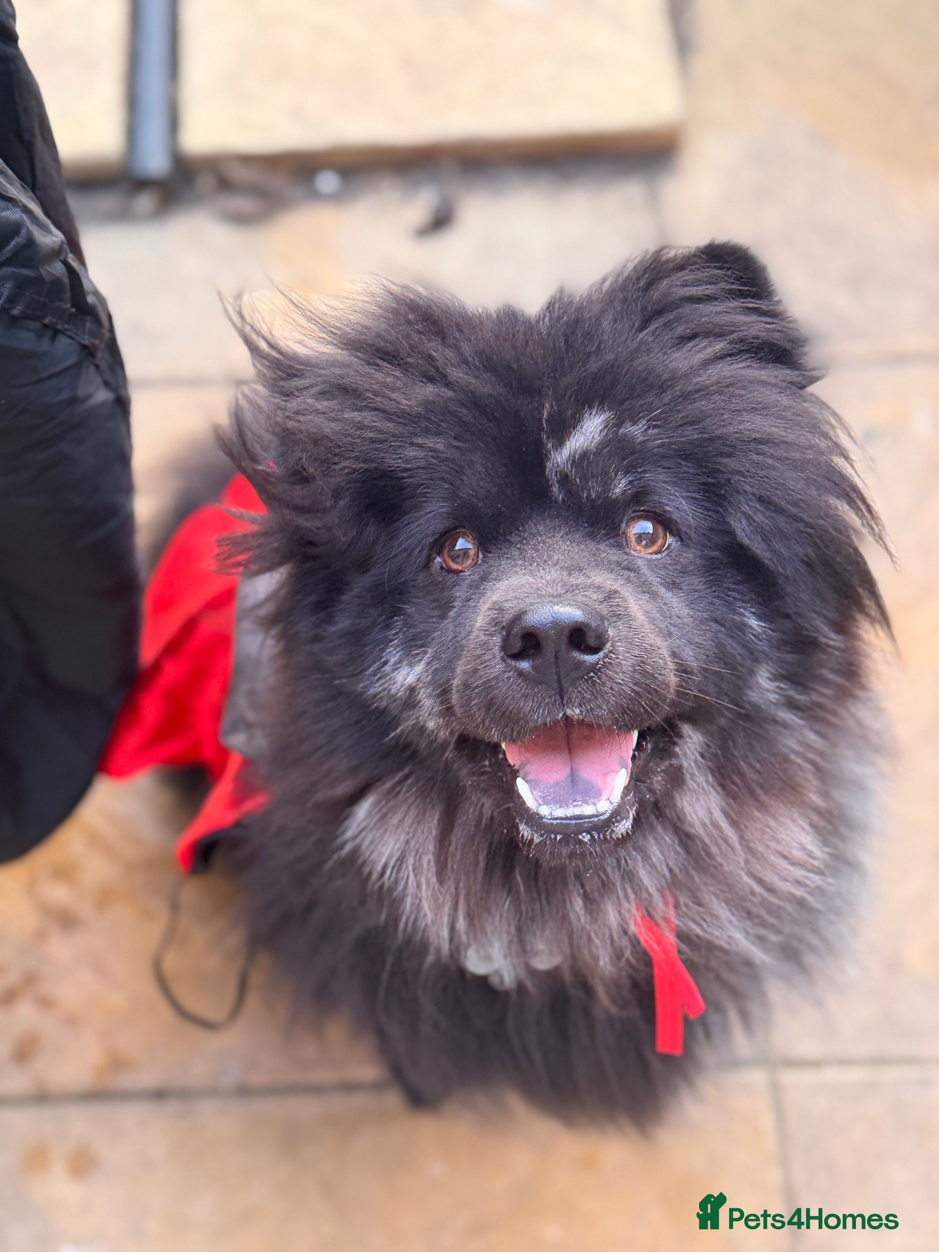 Mixed Breed dogs Black Chow Pom breed - Advert 1