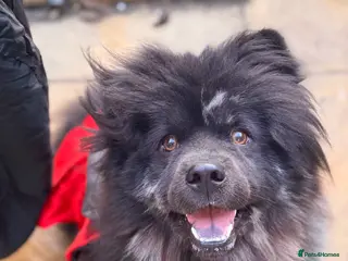 Mixed Breed dogs Black Chow Pom breed - Advert 1