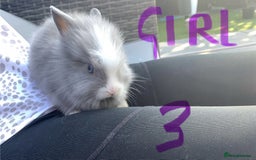 Lionhead rabbits for sale: 7 Beautiful double mane Lionhead Bunnies  - Image 10