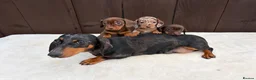 Miniature Dachshund dogs for sale: Dachshund puppies 2 boys 1 girl  - Advert 16