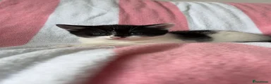 Marshmallow 