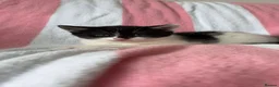 Mixed Breed cats for sale: 2 kittens left! - Advert 13