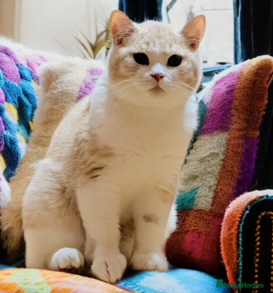 British Shorthair cats 💕Exceptional Bsh Bi-colour Boy💕 - Advert 1