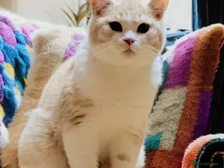 British Shorthair cats 💕Exceptional Bsh Bi-colour Boy💕 - Advert 1