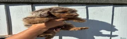 Cockapoo dogs for sale: F4 Cockapoo's for sale LAST BOY LEFT  - Advert 10