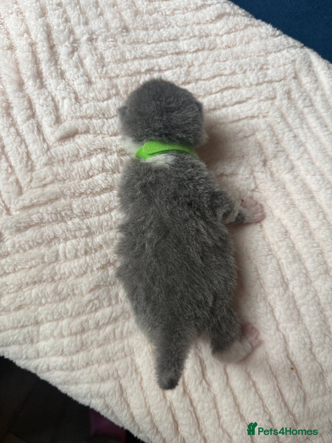 British Shorthair cats for sale: Outstanding kittens 😻 Champion line🥇🏆😻 - Image 38