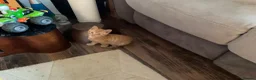 Mixed Breed cats for sale: 3 adorable domestic kittens - Advert 4