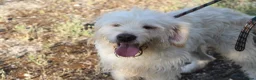 Mixed Breed dogs for adoption: ❤️ Diego – Gentle Giant Looking for Love 🐾 in Great Yarmouth - Advert 11