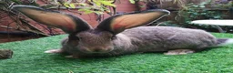 Continental Giant rabbits for sale: PURE Continental Giant Baby  Vaccinated READY 🐰  - Advert 2