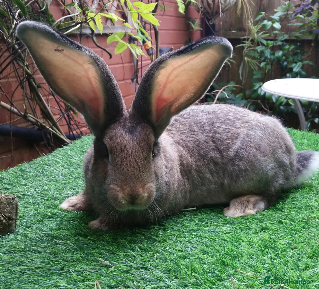 Continental Giant rabbits for sale: PURE Continental Giant Baby  Vaccinated READY 🐰  - Advert 2