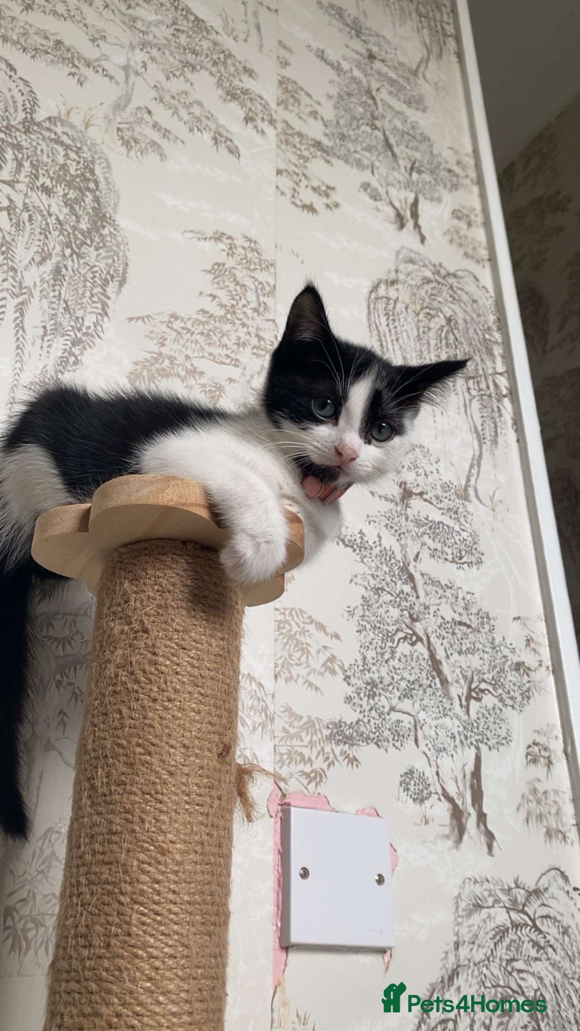 Mixed Breed cats Female kitten - Advert 1
