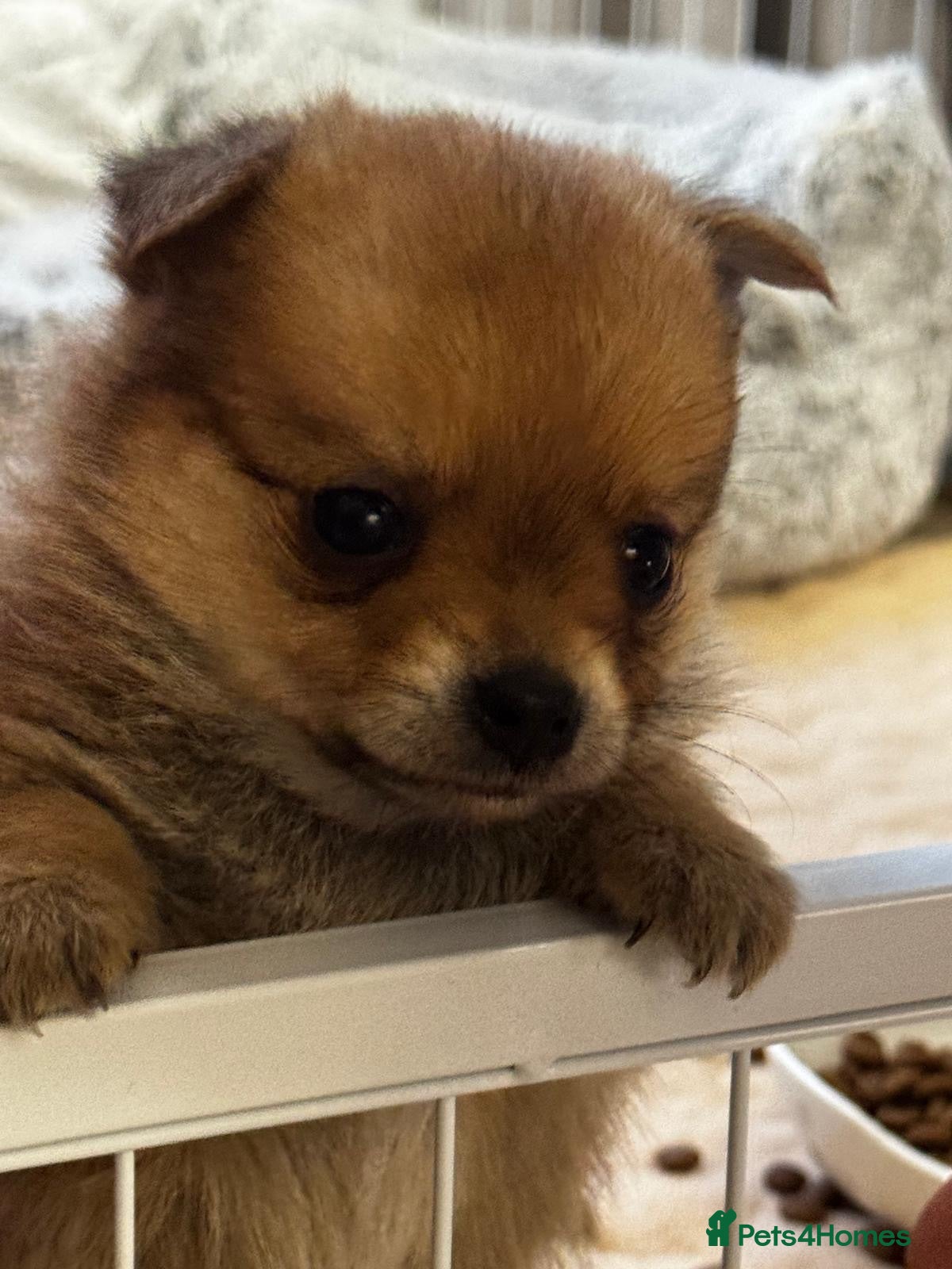 Mixed Breed dogs T Cup Pom Jacks - Advert 2