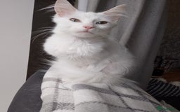 Maine Coon cats for sale: 4 Maine coon kittens white or ginger - Image 9