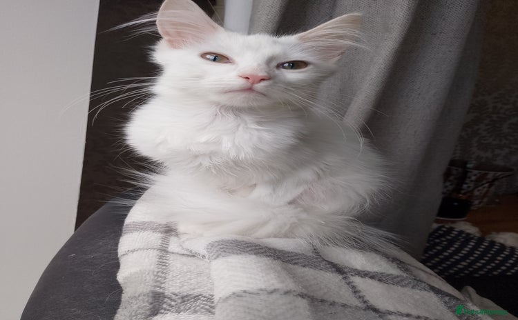 Maine Coon cats - Advert 14