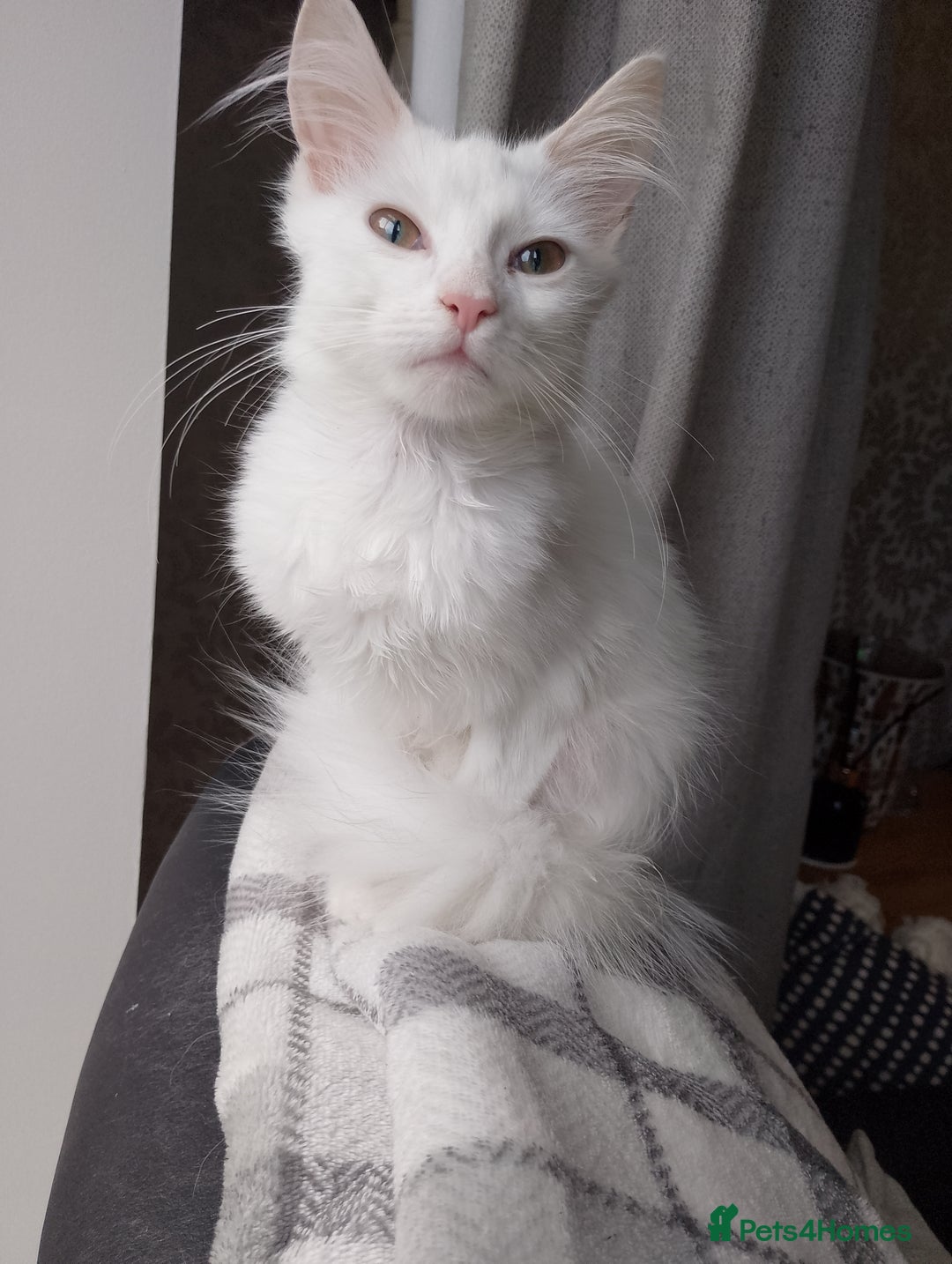 Maine Coon cats for sale: 4 Maine coon kittens white or ginger - Image 9
